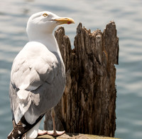 A Watchful Eye