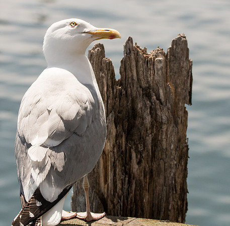 A Watchful Eye