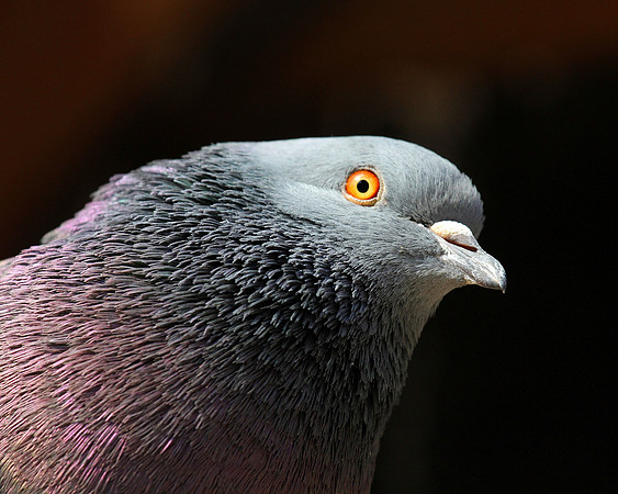 Pretty as a Pigeon
