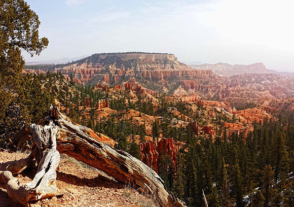 Deadwood sunrise, Bryce Canyon