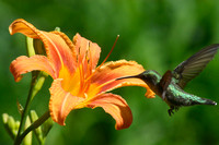 Daylilly with Visitor