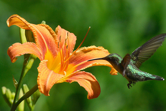 Daylilly with Visitor