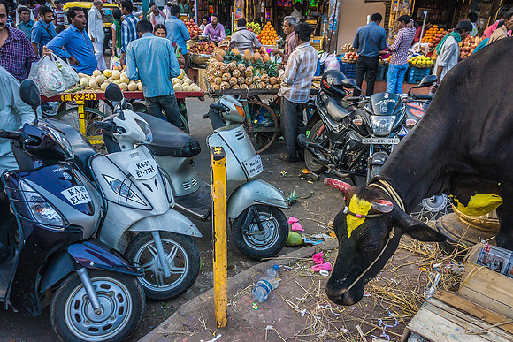 Three Scooters and a Cow