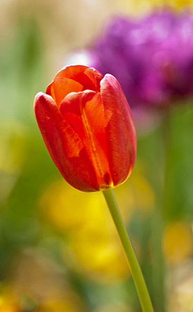 Tulip
