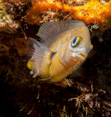 On the Reef