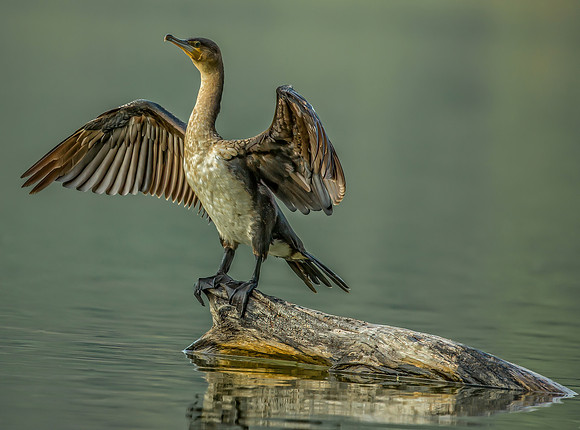 Tanzanian Cormorant