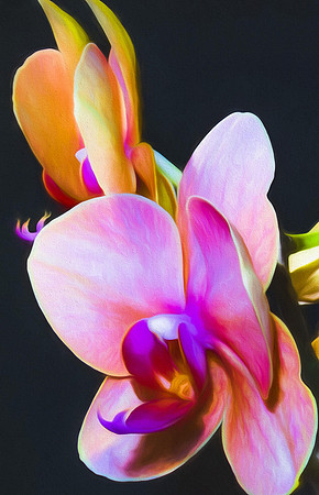 Joann's Orchid