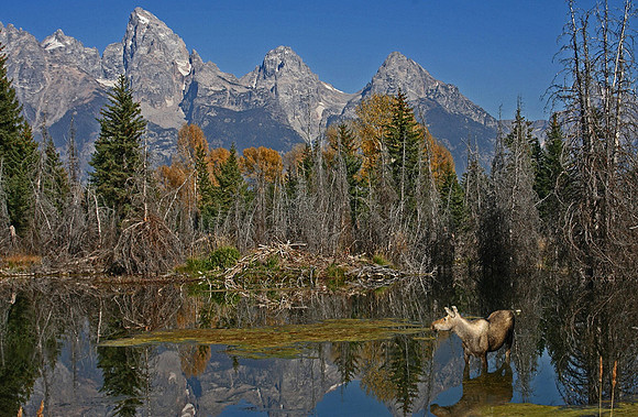 Moose at the Tetons