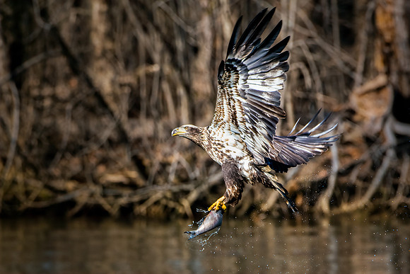 The Catch