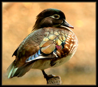 Female Wood Duck