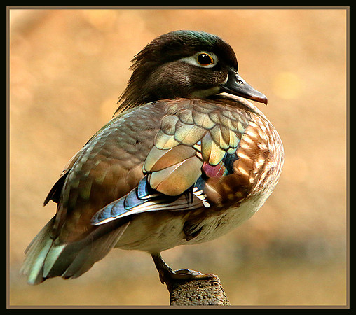 Female Wood Duck