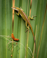 Curious Green Anole