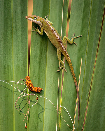 Curious Green Anole
