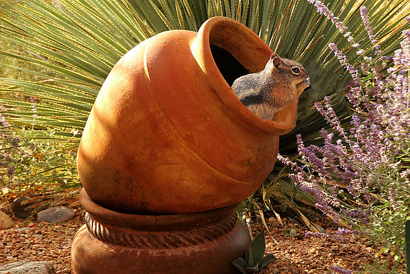 Vase Resident