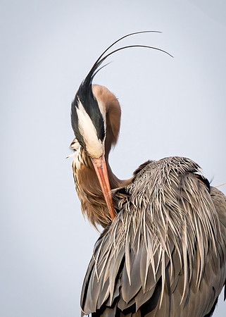 Heron Curves