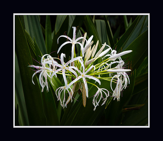 Spider Lily