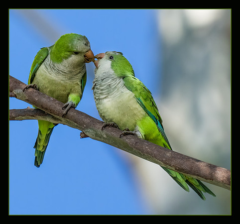 Kiss