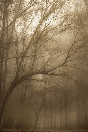 Into The Mist