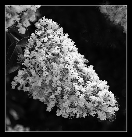 Floral Lace