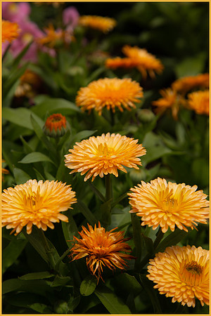 Natures Floral Arrangement