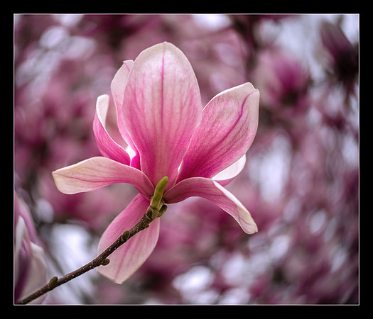 Saucer Magnolia