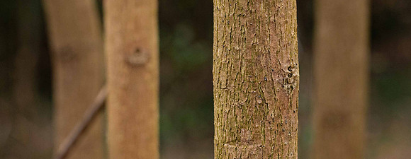 Tree Depth