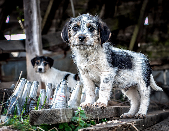 Guardian of the Pop Bottles