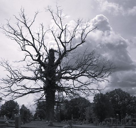 Sentinel of the Cemetery