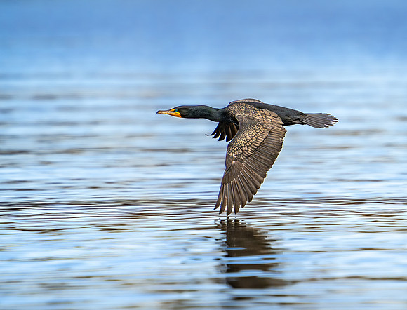 Skimming Along
