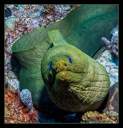 Guarding the Reef