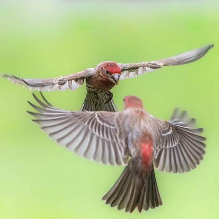 Finch Don't Flinch