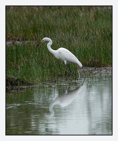 Catching Dinner