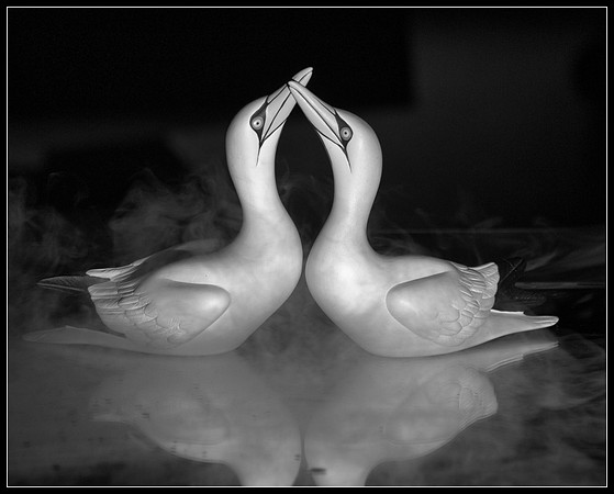 Misty Swan Lake