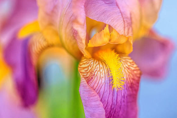 Purple Passion