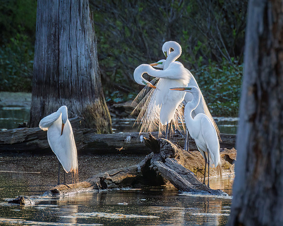 Evening Egrets