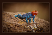 African Redhead Agama