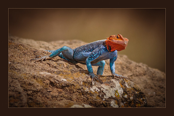 African Redhead Agama