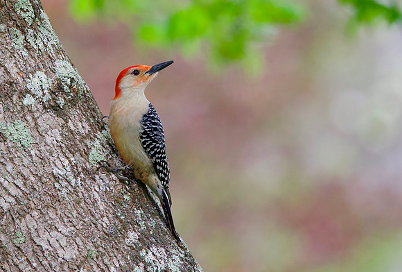 Red-bellied Stare