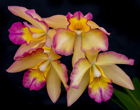 Violet and Gold