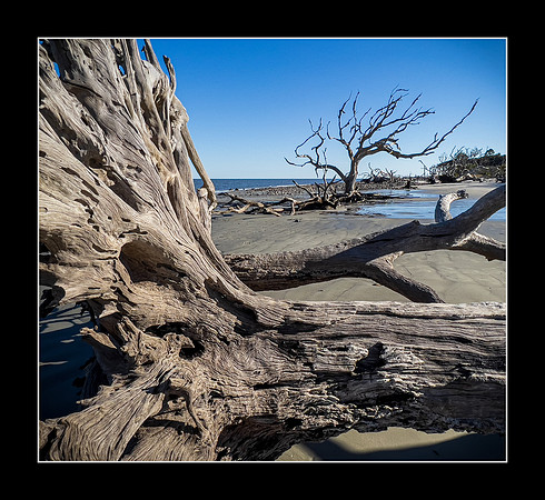 Driftwood Beach
