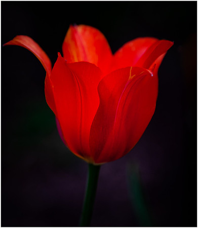 Tulip Time