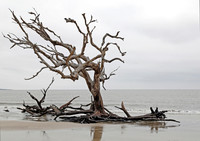 Driftwood Beach