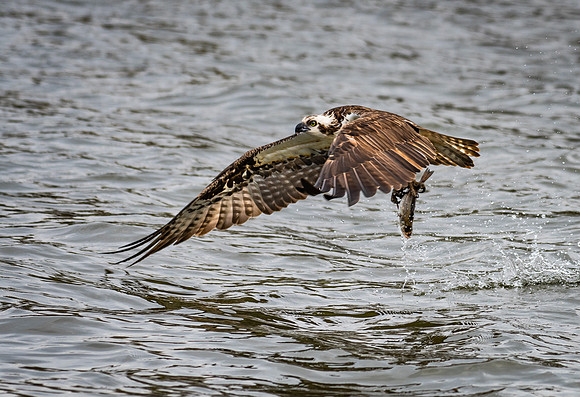 The Catch