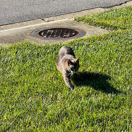Stray