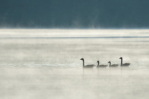Silent Figures in the Mist