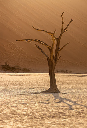 Deadvlei lonliness