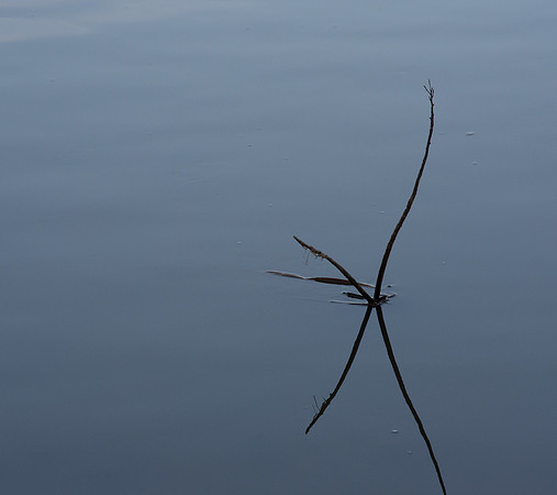 Zen Tree