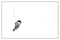 Black Capped Chickadee