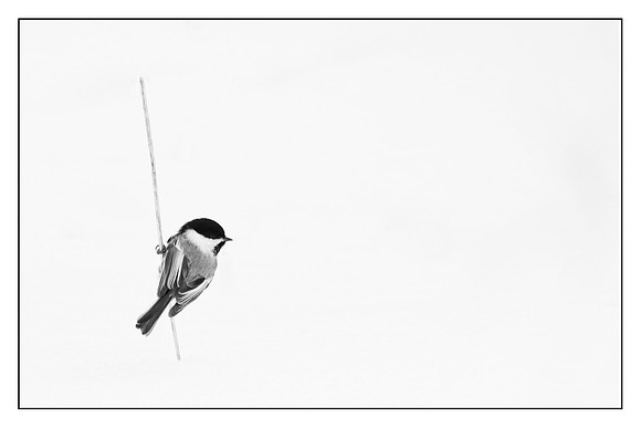 Black Capped Chickadee
