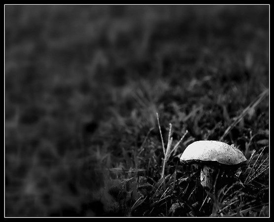 Shroom and friend
